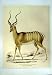 C1990 Mammals Greater Kudu Damalis Strepsiceros