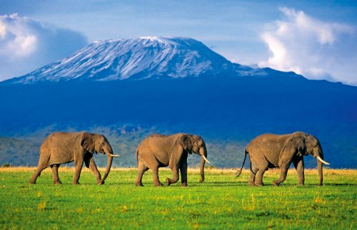 Clementoni 5319541 - Elephants Walking Puzzle 1500 Teile Preisvergleich