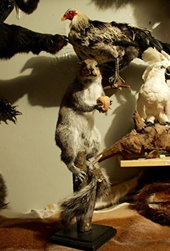 XXL TAXIDERMY CHUBBY GREY SQUIRREL CLIMBING MOUNT LIFESIZE OPOSSUM GREY FOX ANIMAL