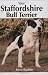Your Staffordshire Bull Terrier