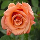 Birthday Gifts  - Rose Simply The Best
