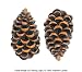 Pinecone Lodge Drawer Pulls 2 pk.