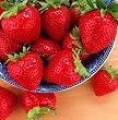 25 Tribute Everbearing Strawberry Plants - BEST BERRY!