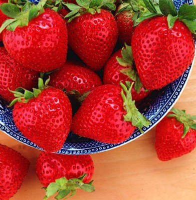 Evie Everbearing Strawberry Plants - BEST BERRY - Sweet Berries All Summer
