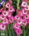 Outdoor Living : 10 Amico Gladiolus Bulbs -NEW! - Shipping begins 1/07