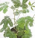Amazing Sensitive Plant - Leaves Move - Mimosa pudica