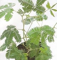 Sensitive Plant 50 Seeds - LEAVES MOVE - SALE*