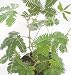 Amazing Sensitive Plant - Leaves Move - Mimosa pudica