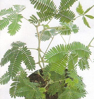 Childrens Toyshop  Outdoor Living : Sensitive Plant 50 Seeds - LEAVES MOVE - SALE*