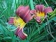The Nature/ Flower Series 04