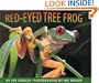 Red-Eyed Tree Frog