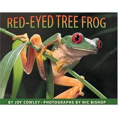 Red-Eyed Tree Frog