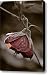 Happy Go Lucky Canvas Print / Canvas Art - Artist Trish Tritz