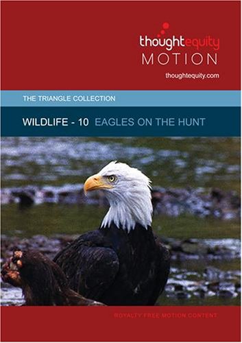 Wildlife 10 - Eagles on the Hunt