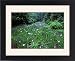 Framed Prints of Hana Shobu (Japanese from Danita Delimont