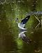 Lesser Yellowlegs Sandpiper