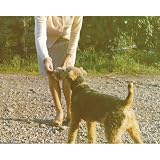���꡼�󡦥ȥ��꡼��