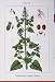 Flowers Sturms 1903 Nepeta Cataria Stachys Bicolor