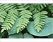 Photographic Prints of Royal fern (Osmunda regalis) from Science Photo Library