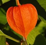 Chinese Lantern - Physalis Alkekengi - 50 Seeds + *Free Seeds*