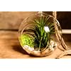 Hinterland Trading Air Plant Tillandsia Bromeliads Kit with Pebbles and Moss Great Little Houseplant