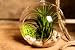 Hinterland Trading Air Plant Tillandsia Bromeliads Kit with Pebbles and Moss Great Little Houseplant