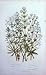 C1870 Anne Pratt Plants Bed Straw Warty Fruited Hedge