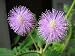 100 MIMOSA / SENSITIVE PLANT / Touch Me Not - Schrankia Uncinata Flower Seeds *Comb S/H