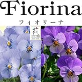 ビオラ：フィオリーナ2色ミックス（スカイブルー＆パープル）4号 2ポットセット