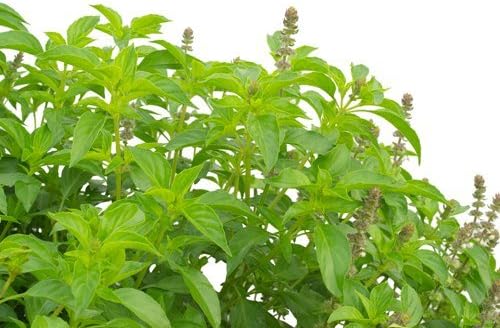 Organic Basil Seeds Raw 3.52 Oz