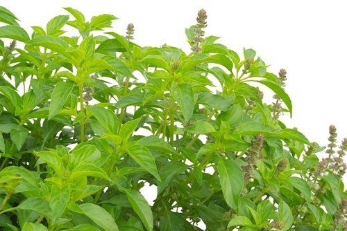 Organic Basil Seeds Raw 3.52 Oz