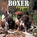   - Boxer Puppies 2008 Calendar - Dog Breed 2008 Calendars