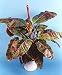 Blood Leaf Banana Plant-Musa zebrina sumantrana