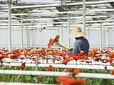 IMAGE OF Worker Picks Gerbera Daisies in Greenhouse Photographic Poster Print by James Forte, 30x40