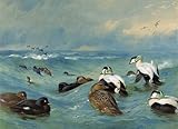 FRAMED oil paintings - Archibald Thorburn - 24 x 18 inches - Eider And Scoter In Choppy Water