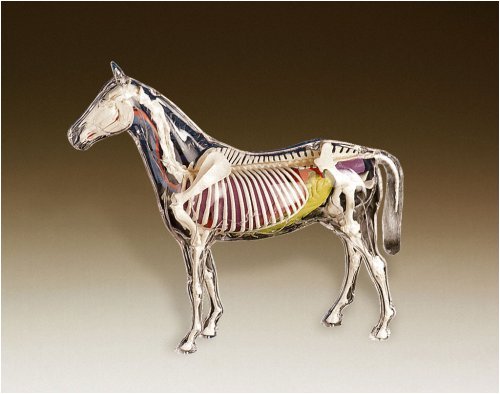Buy Visible Horse