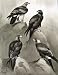 Eagles Hawks & Falcons Gurneys Eagle Color Plate 1898
