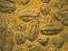 Trilobites (Platypectoides), Fossils from the Ordovician, Dades Valley, Morocco Art Photographic Poster Print by Tony Waltham, 12x9