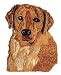Golden Retriever Dog Patch