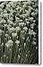 Close View Of Blooming Garlic Chive Canvas Print / Canvas Art - Artist Sam Abell