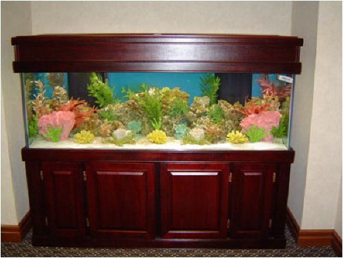 A GUIDE TO YOUR OWN AQUARIUM