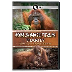 Orangutan Diaries