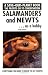 Salamanders & Newts As a Hobby (Save Our Planet)