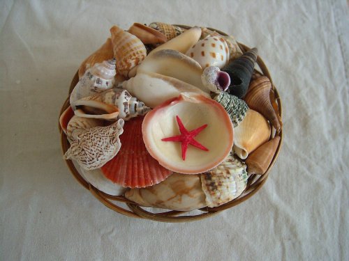 16cm Korb mit 500g Muscheln gefüllt zur Deko + Sammeln