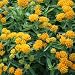 Butterfly Weed - Hello Yellow - 50 Seeds Butterfly Weed - Hello Yellow - 50 Seeds