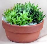 Haworthia Garden - Great Gift - Easy to Grow