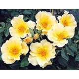 四季咲中輪バラ：金蓮歩（きんれんぽ）大苗[バラ苗]