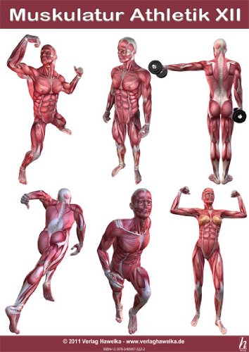 Hawelka Anatomie Poster - Muskulatur Athletik XII - DIN A3