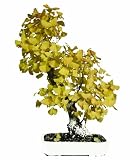Brussel's Ginkgo Biloba Specimen Bonsai, Age: 50 Yrs; Height - 49-Inch, ST5167GB-B