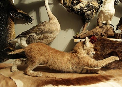 STALKING TAXIDERMY BOBCAT KITTEN BABY REAL MOUNT LIFESIZE NEWBORN LYNX FOX FURMUSEUM QUALITY DECOR MAMMAL WILDLIFE